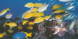 Les poissons des récifs coraliens